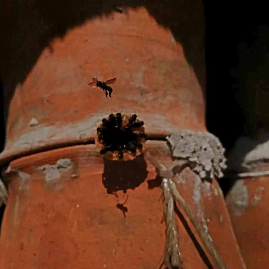 Meson Yohualichan Cuetzalán del Progreso Esterno foto